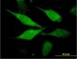 FLJ12806 Antibody (monoclonal) (M01)